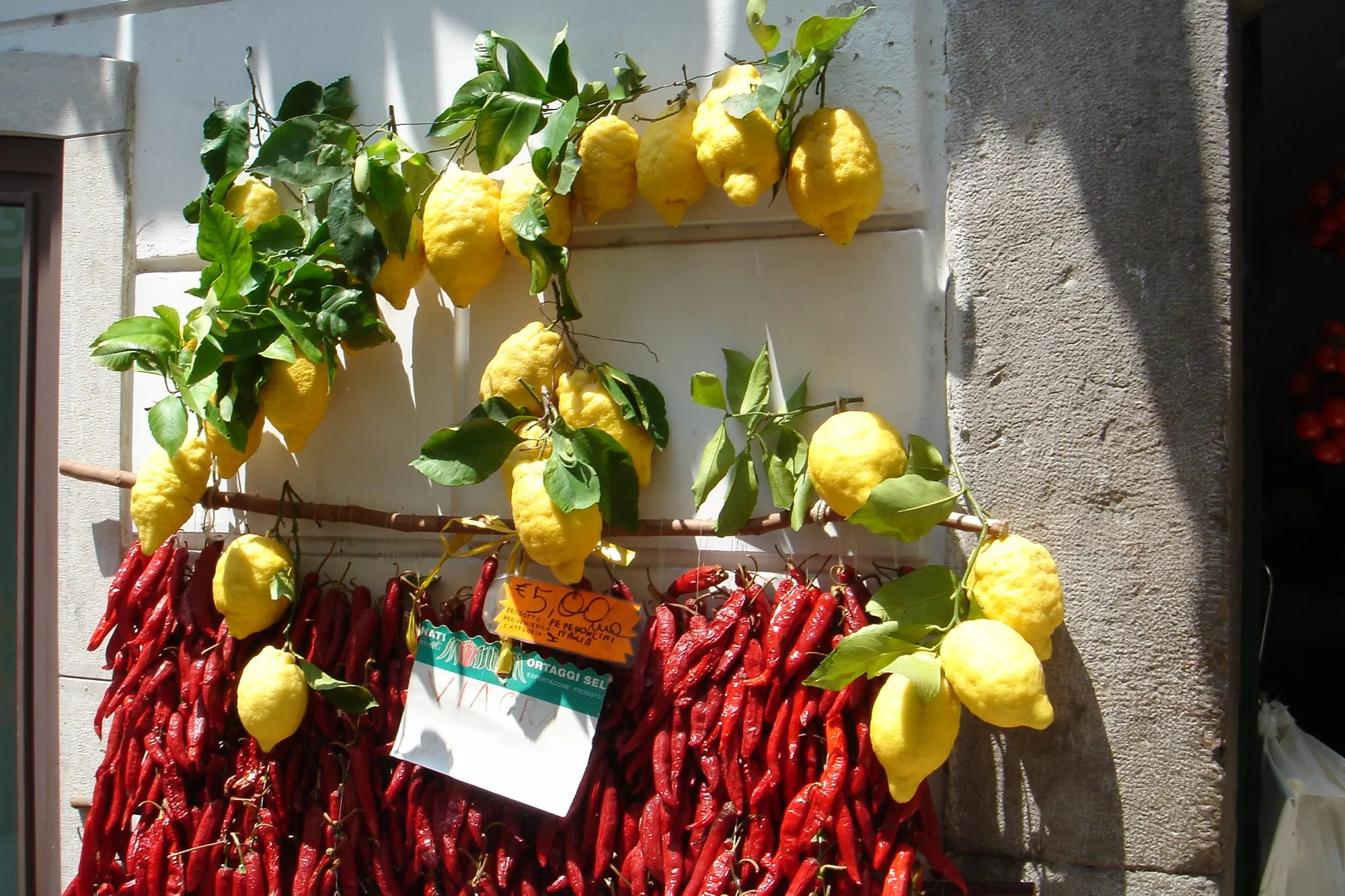 Sfusato lemons on the branch on an Amalfi Coast terrace